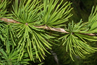 Larix occidentalis, twig - showing attachment of needles