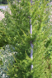 Larix occidentalis, whole tree - general