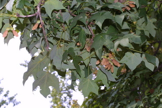 Acer nigrum, leaf - showing orientation on twig