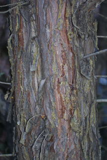 Thuja occidentalis, bark - of a medium tree or large branch