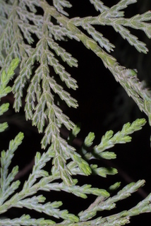 Thuja occidentalis, leaf - entire needle