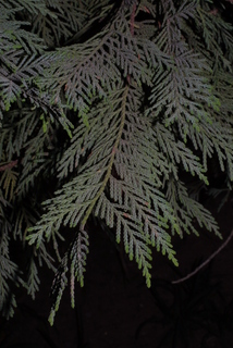 Thuja occidentalis, leaf - showing orientation on twig