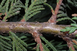 Thuja occidentalis, twig - after fallen needles