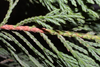 Thuja occidentalis, twig - showing attachment of needles