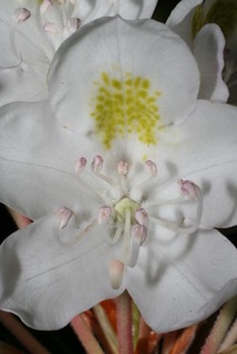 Rhododendron maximum, inflorescence - close-up of flower interior