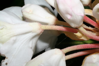 Rhododendron maximum, inflorescence - ventral view of flower + perianth