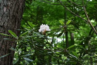 Rhododendron maximum, inflorescence - whole - unspecified