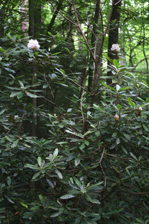 Rhododendron maximum, whole tree or vine - general