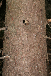 Picea glauca, bark - of a medium tree or large branch