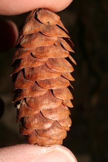 Picea glauca, cone - female - mature open