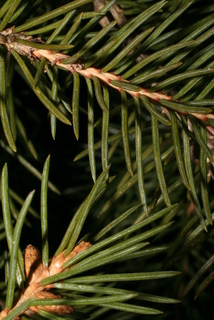 Picea glauca, leaf - entire needle
