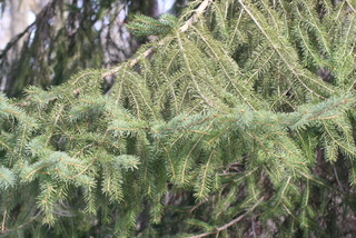 Picea glauca, leaf - showing orientation on twig