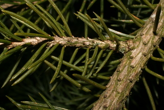 Picea glauca, twig - after fallen needles