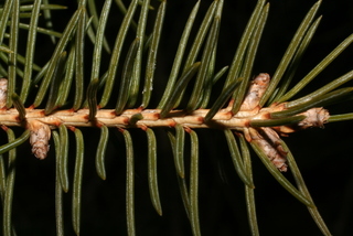 Picea glauca, twig - showing attachment of needles
