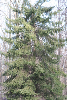 Picea glauca, whole tree - general