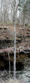Juglans cinerea, whole tree or vine - winter