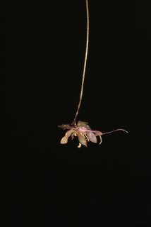 Draba verna, leaf - basal or on lower stem