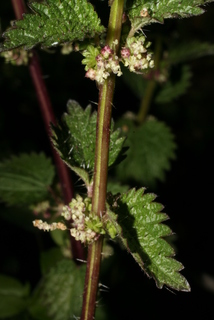 Urtica chamaedryoides, inflorescence - whole - unspecified