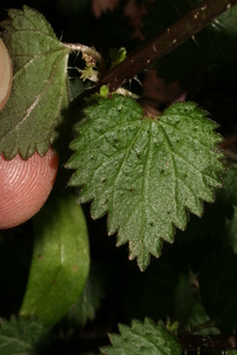 Urtica chamaedryoides, leaf - basal or on lower stem