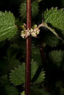 Urtica chamaedryoides, stem - showing leaf bases