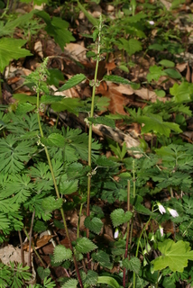 Urtica chamaedryoides, whole plant - in flower - general view