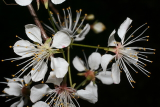 Prunus americana, inflorescence - lateral view of flower