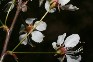Prunus americana, inflorescence - ventral view of flower + perianth