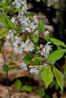 Prunus americana, inflorescence - whole - unspecified