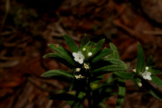 Buglossoides arvensis, inflorescence - frontal view of flower