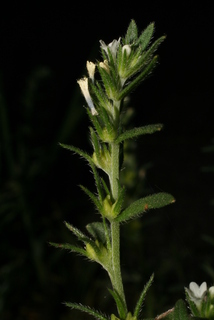Buglossoides arvensis, inflorescence - lateral view of flower