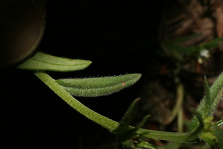 Buglossoides arvensis, leaf - margin of upper + lower surface