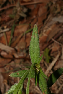 Buglossoides arvensis, leaf - on upper stem