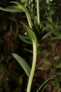Buglossoides arvensis, stem - showing leaf bases
