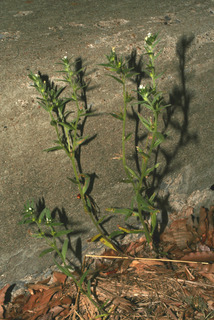 Buglossoides arvensis, whole plant - in flower - general view