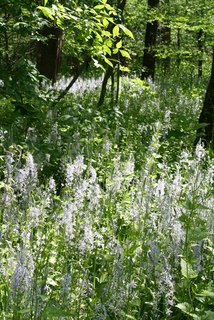 Camassia scilloides, whole plant - in flower - general view