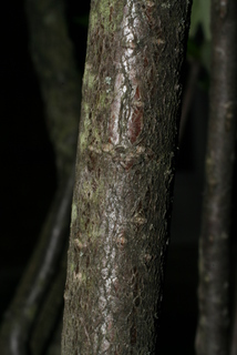 Aronia arbutifolia, bark - of a small tree or small branch
