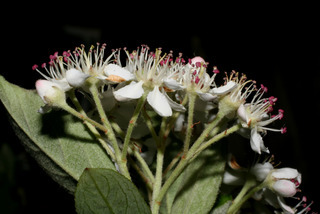Aronia arbutifolia, inflorescence - lateral view of flower