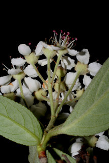 Aronia arbutifolia, inflorescence - ventral view of flower + perianth
