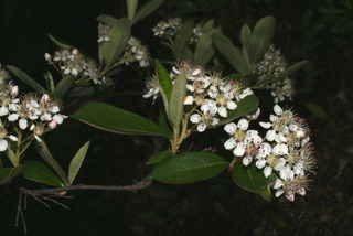 Aronia arbutifolia, inflorescence - whole - unspecified