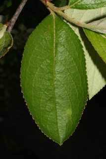 Aronia arbutifolia, leaf - whole upper surface