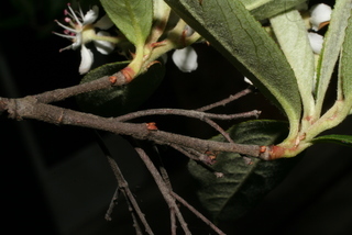 Aronia arbutifolia, twig - orientation of petioles