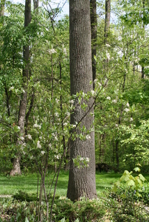Aronia arbutifolia, whole tree or vine - general