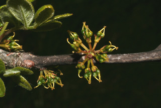 Zanthoxylum americanum, inflorescence - frontal view of flower