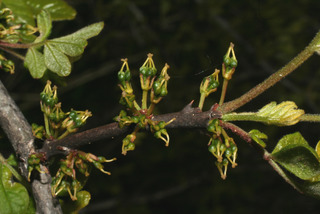 Zanthoxylum americanum, inflorescence - lateral view of flower