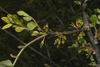 Zanthoxylum americanum, inflorescence - whole - female