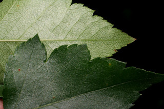Crataegus phaenopyrum, leaf - margin of upper + lower surface