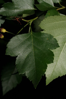 Crataegus phaenopyrum, leaf - whole upper surface