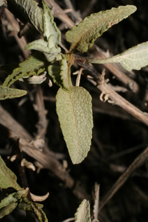 Ambrosia deltoidea, leaf - whole upper surface