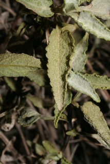 Ambrosia deltoidea, leaf - whole upper surface