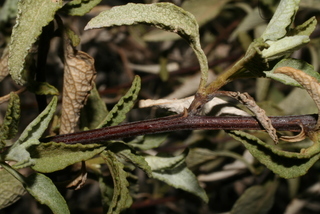 Ambrosia deltoidea, twig - orientation of petioles